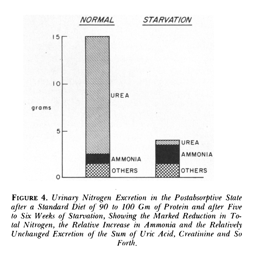 urine exrection components during extended fasting