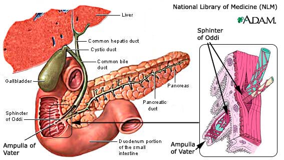 liver and sphincter of oddi salt flush