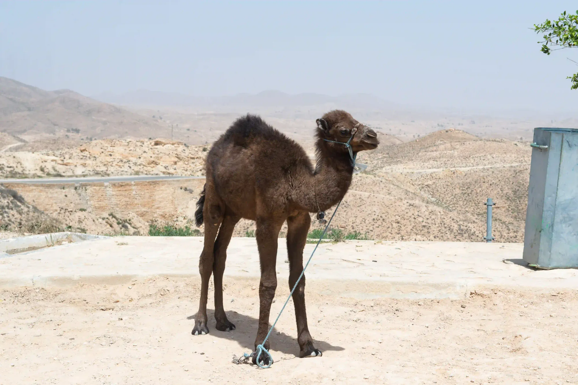 Metabolic Water and Fasting | Wet and Dry - young camel