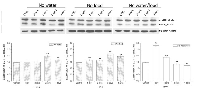 autophagy comparison between a water fast and dry fast
