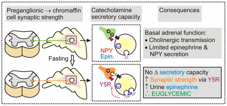 aMCC and synaptic plasticity