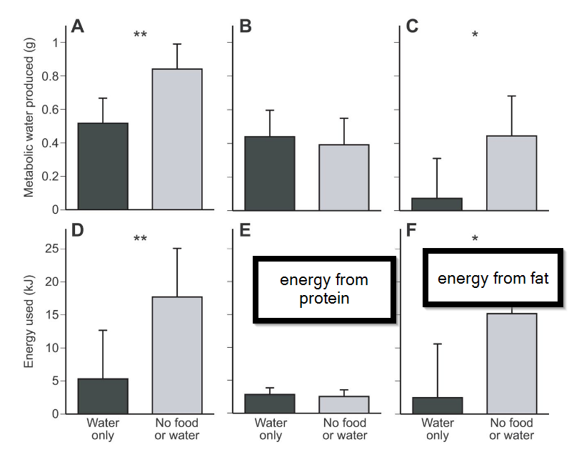 The Science behind how the body makes MORE of its own water when dry fasting