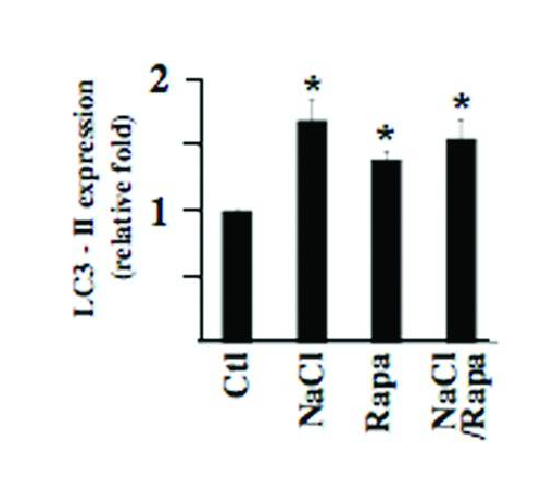 The Science Behind How Dry Fasting Reboots Your Autophagy and Fixes Your Cellular Health